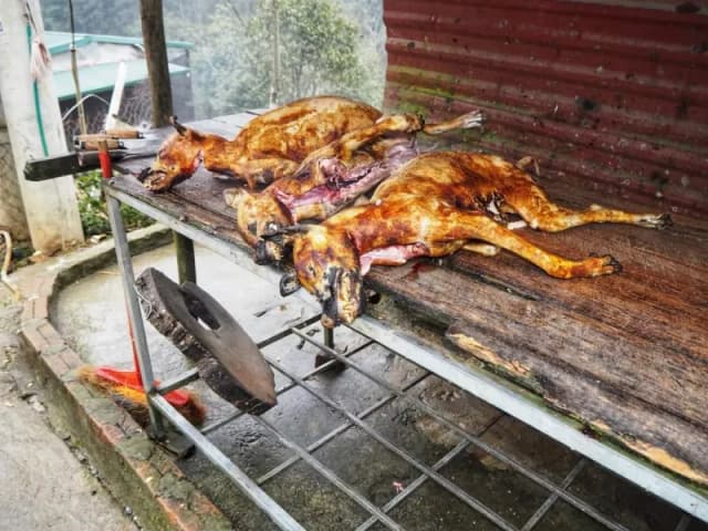 W jakim kraju jedzą psy? Zaskakujące tradycje kulinarne świata